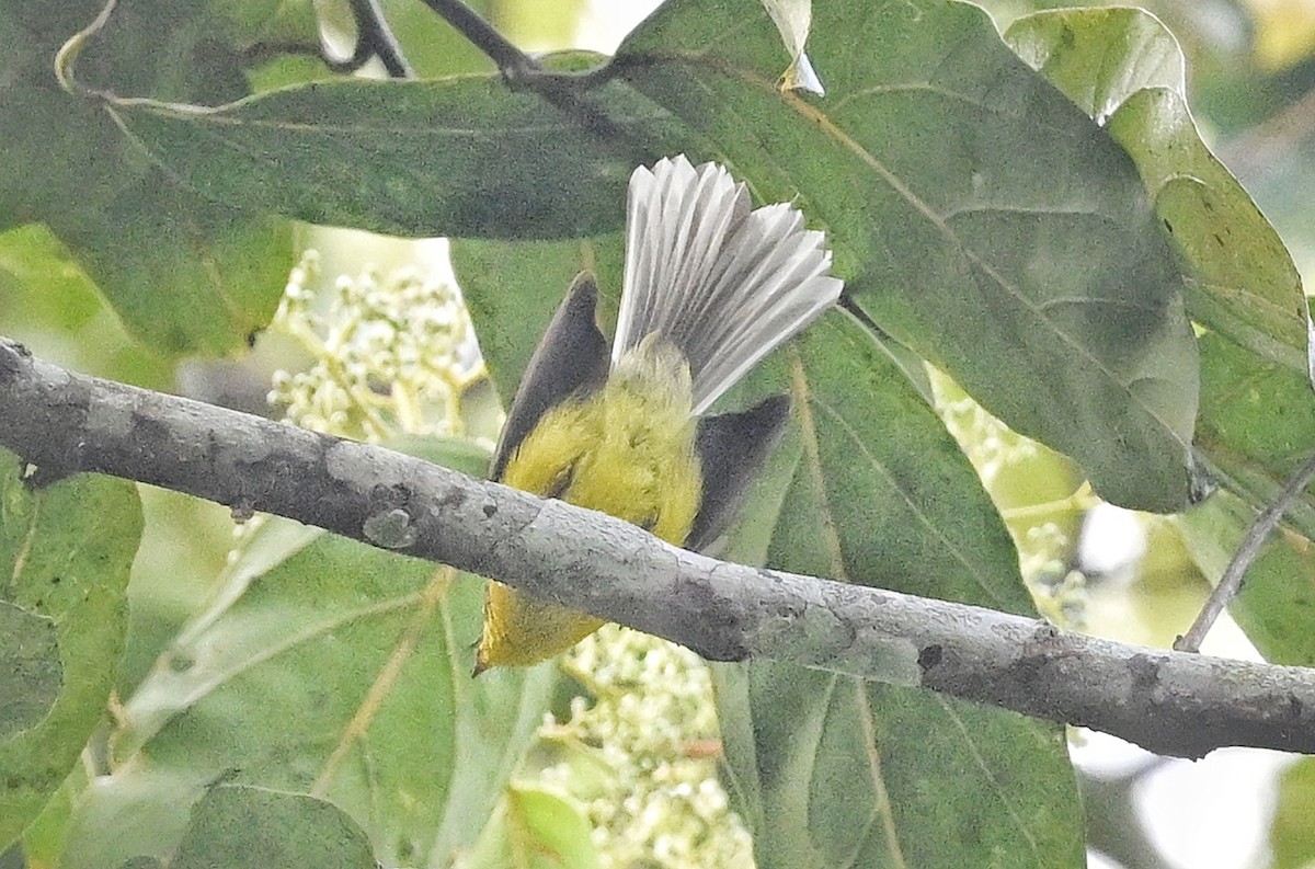 Yellow-bellied Fairy-Fantail - ML641598718