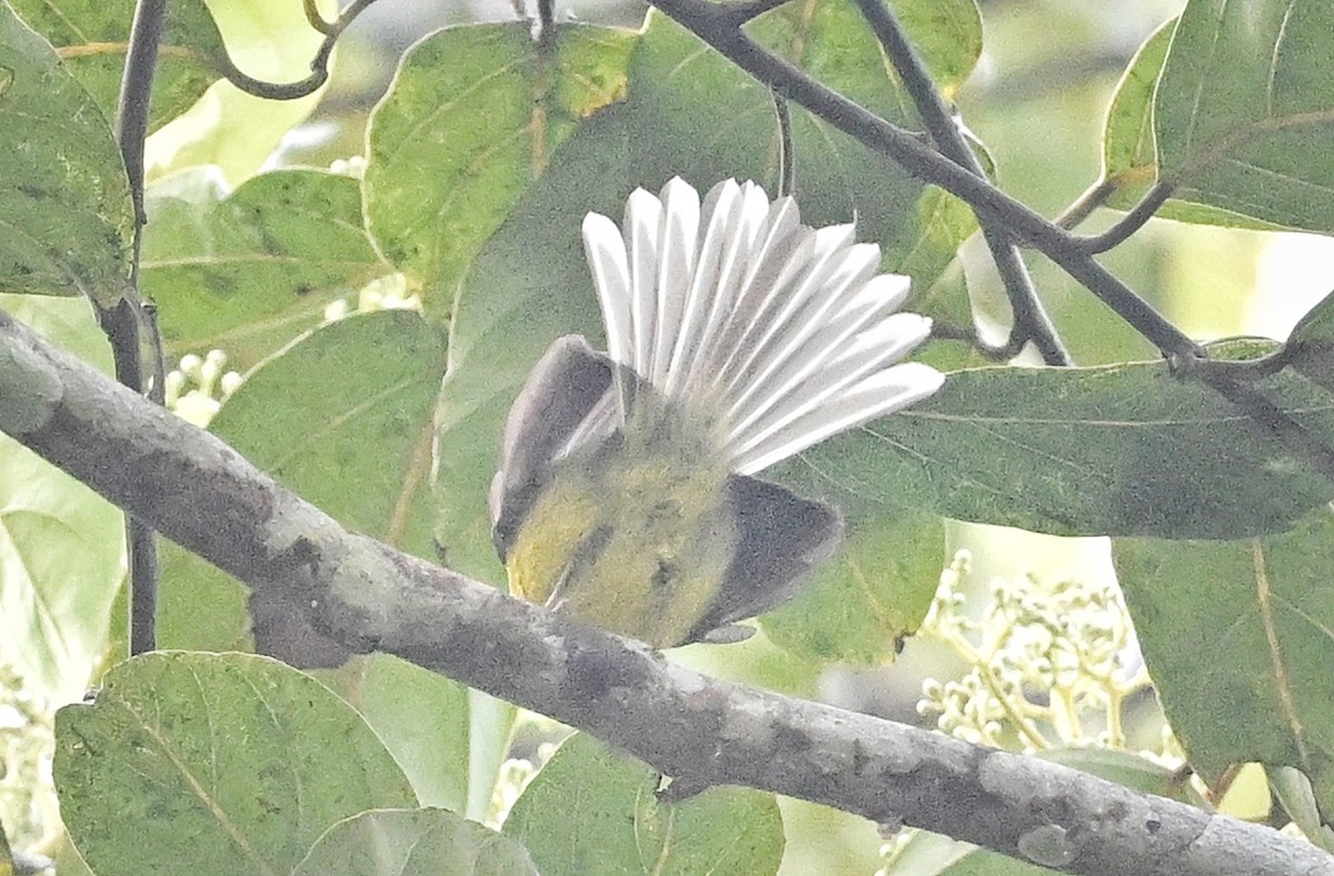 Yellow-bellied Fairy-Fantail - ML641598719