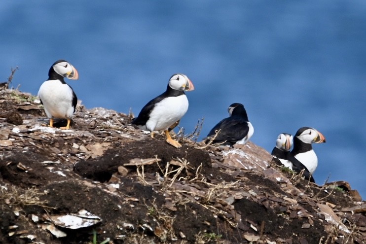 Atlantic Puffin - ML641598720