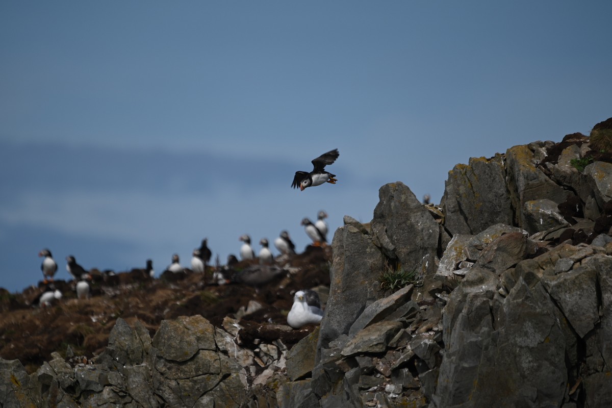 Atlantic Puffin - ML641598721