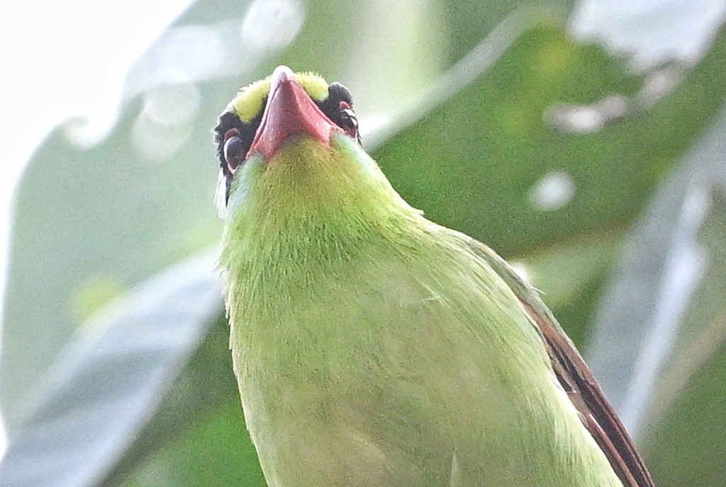 Common Green-Magpie - ML641598730