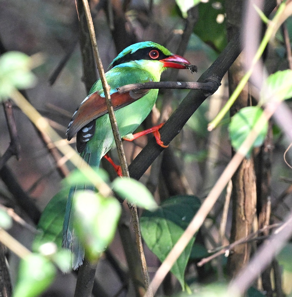 Common Green-Magpie - ML641598731