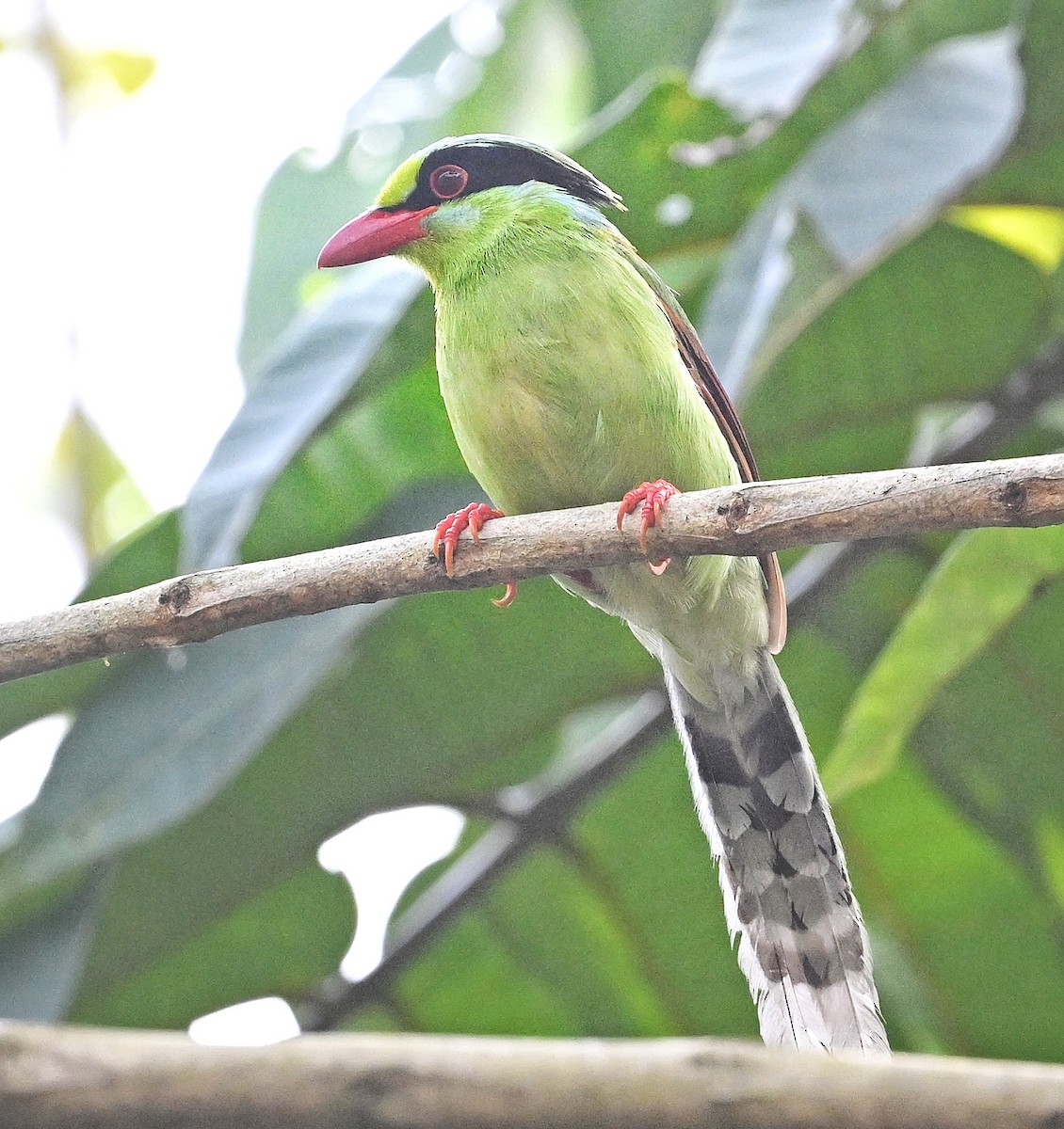 Common Green-Magpie - ML641598732