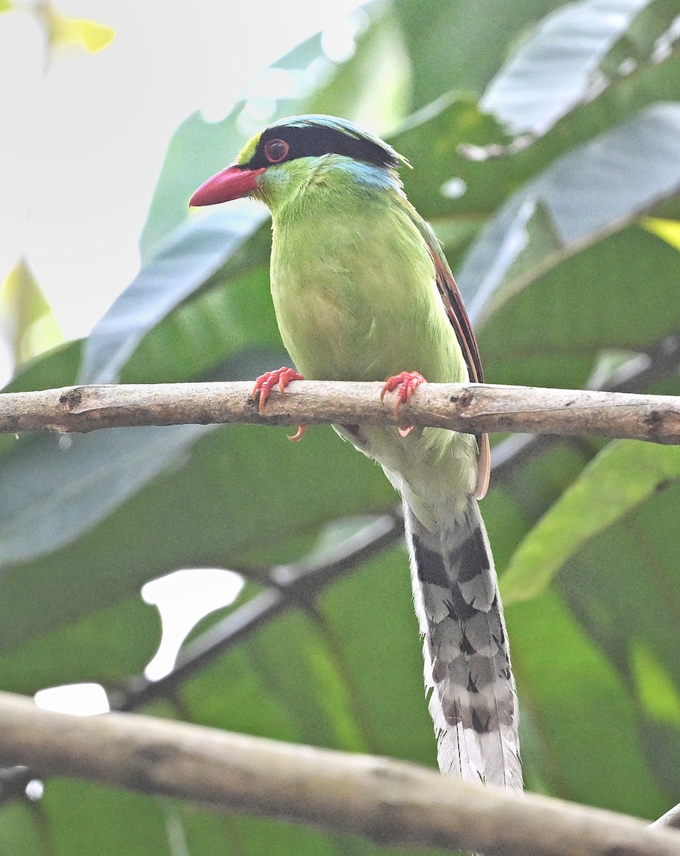 Common Green-Magpie - ML641598733