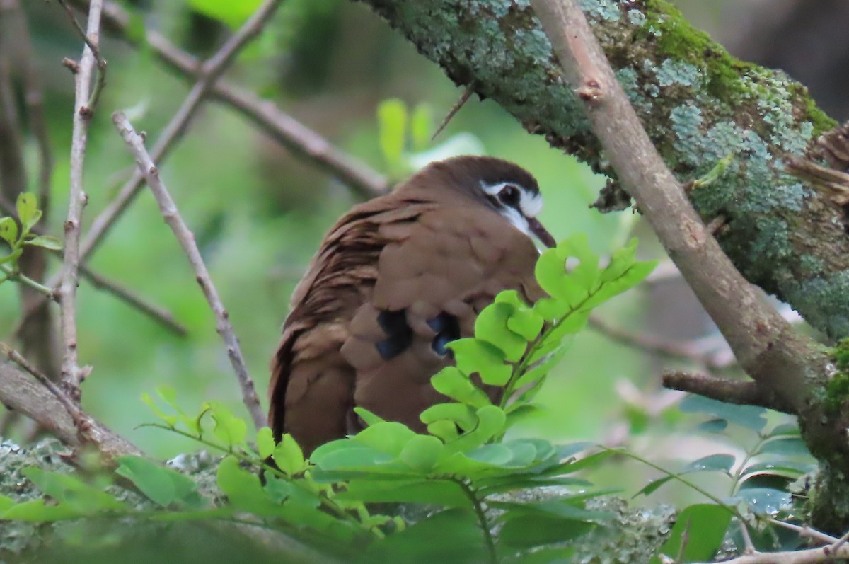 Tambourine Dove - ML641598737