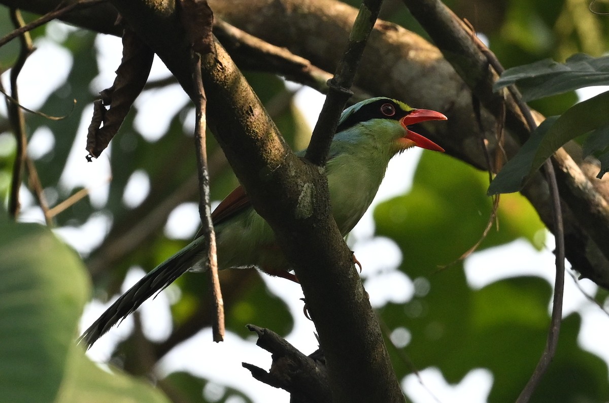 Common Green-Magpie - ML641598738