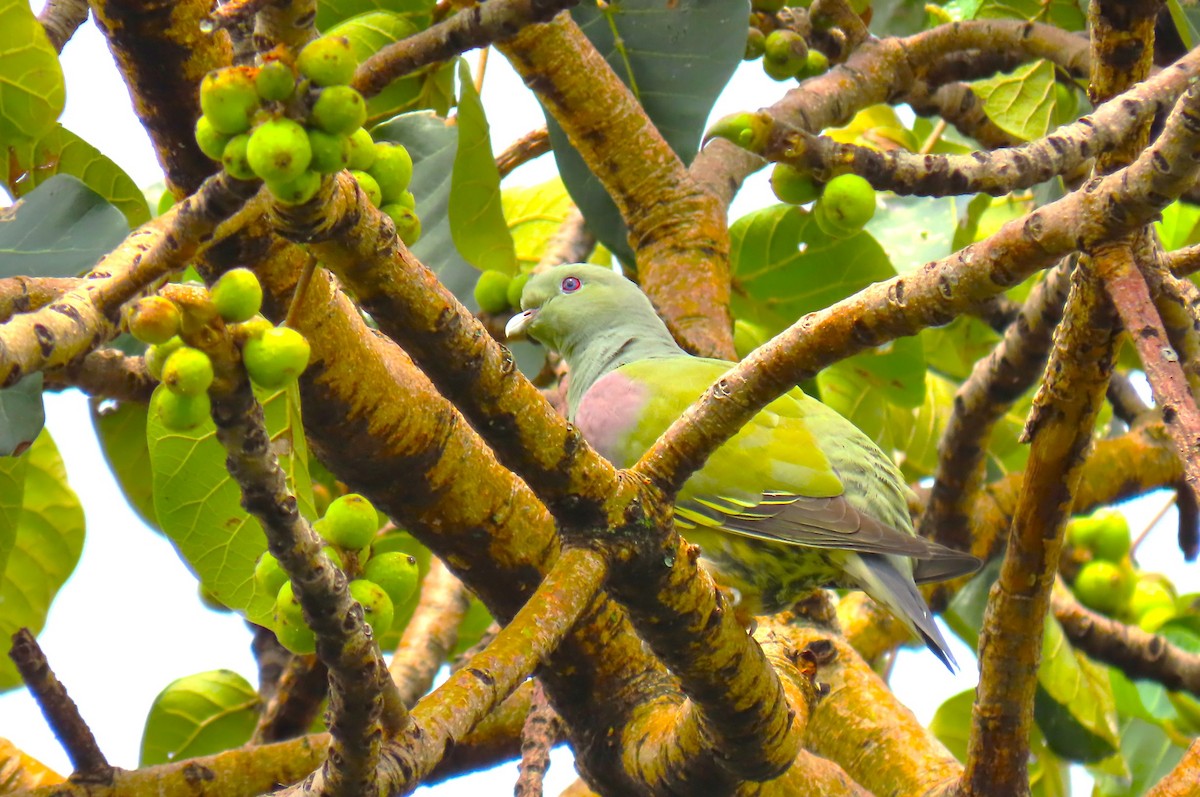 Bruce's Green-Pigeon - ML641598739