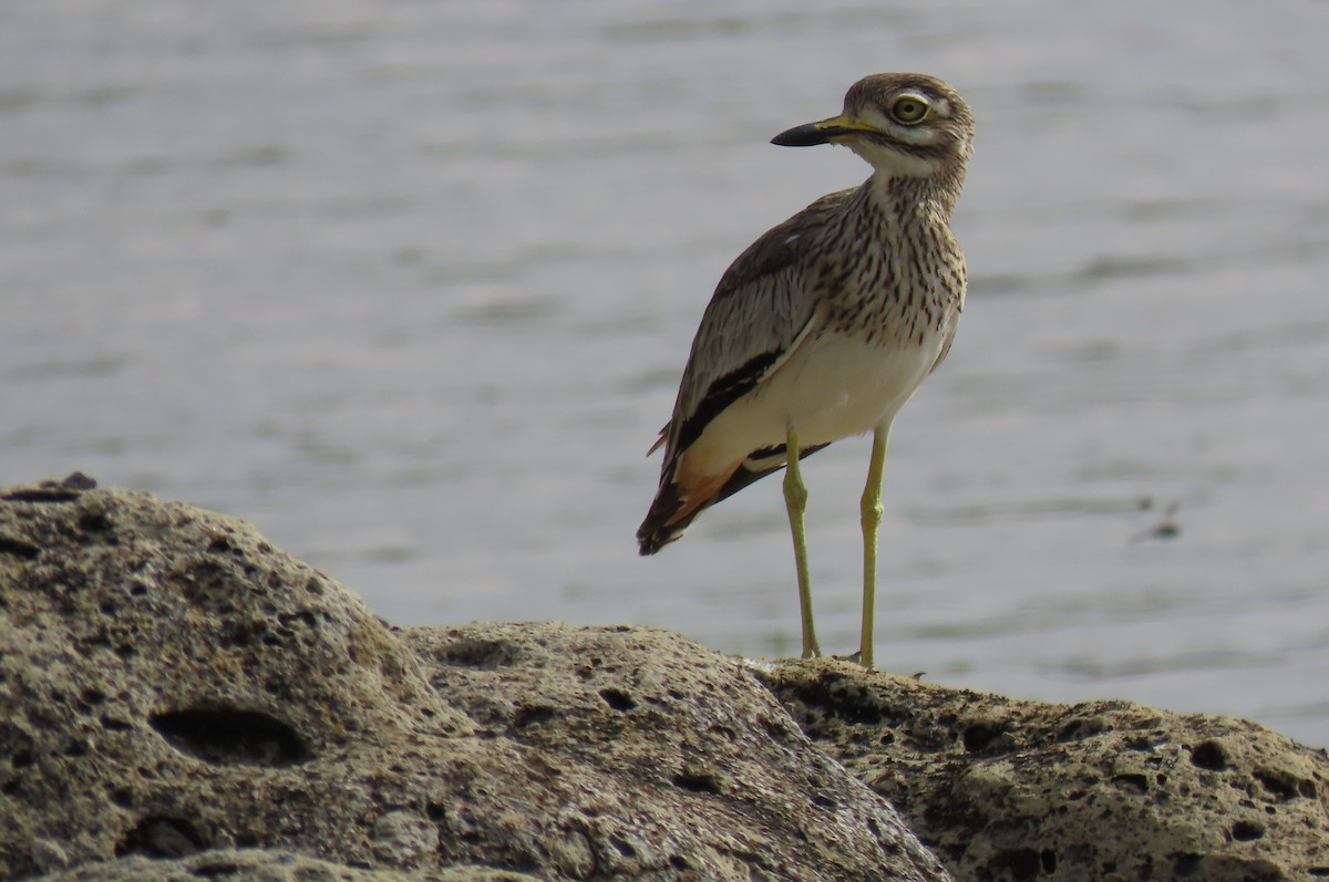 Senegal Thick-knee - ML641598748