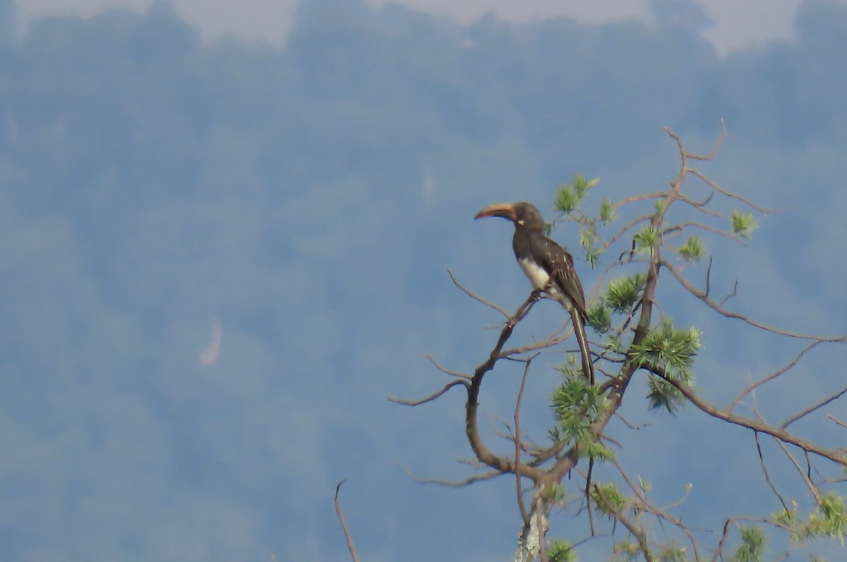 Hemprich's Hornbill - ML641598800