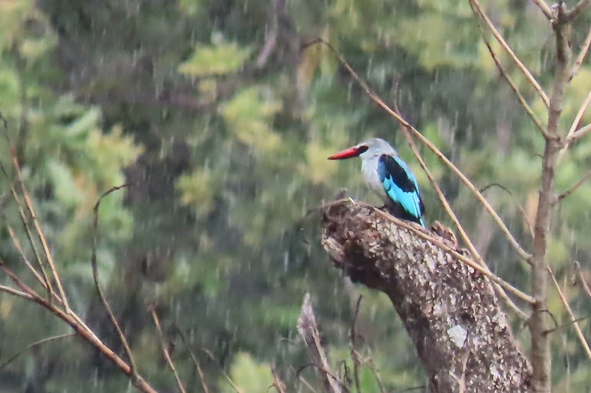 Woodland Kingfisher - ML641598830