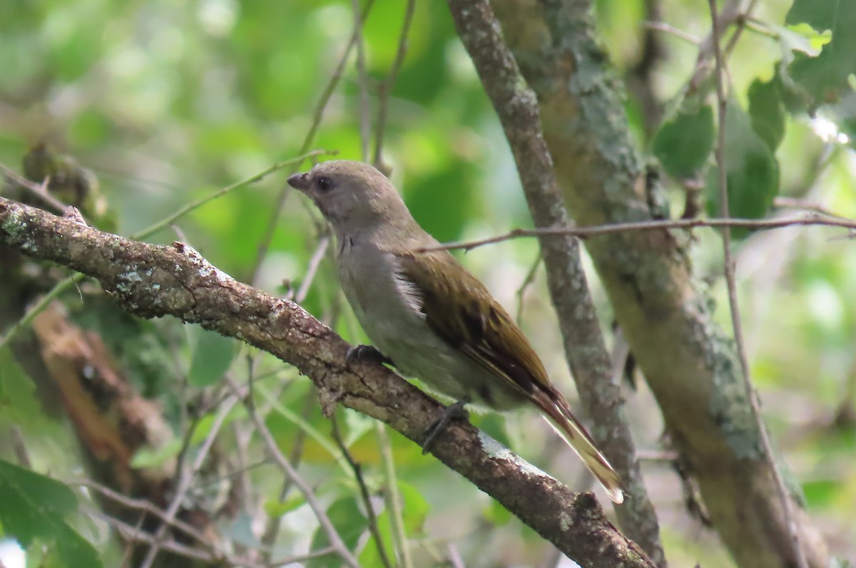 Lesser Honeyguide - ML641598845
