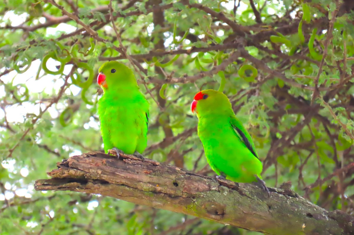 Black-winged Lovebird - ML641598850