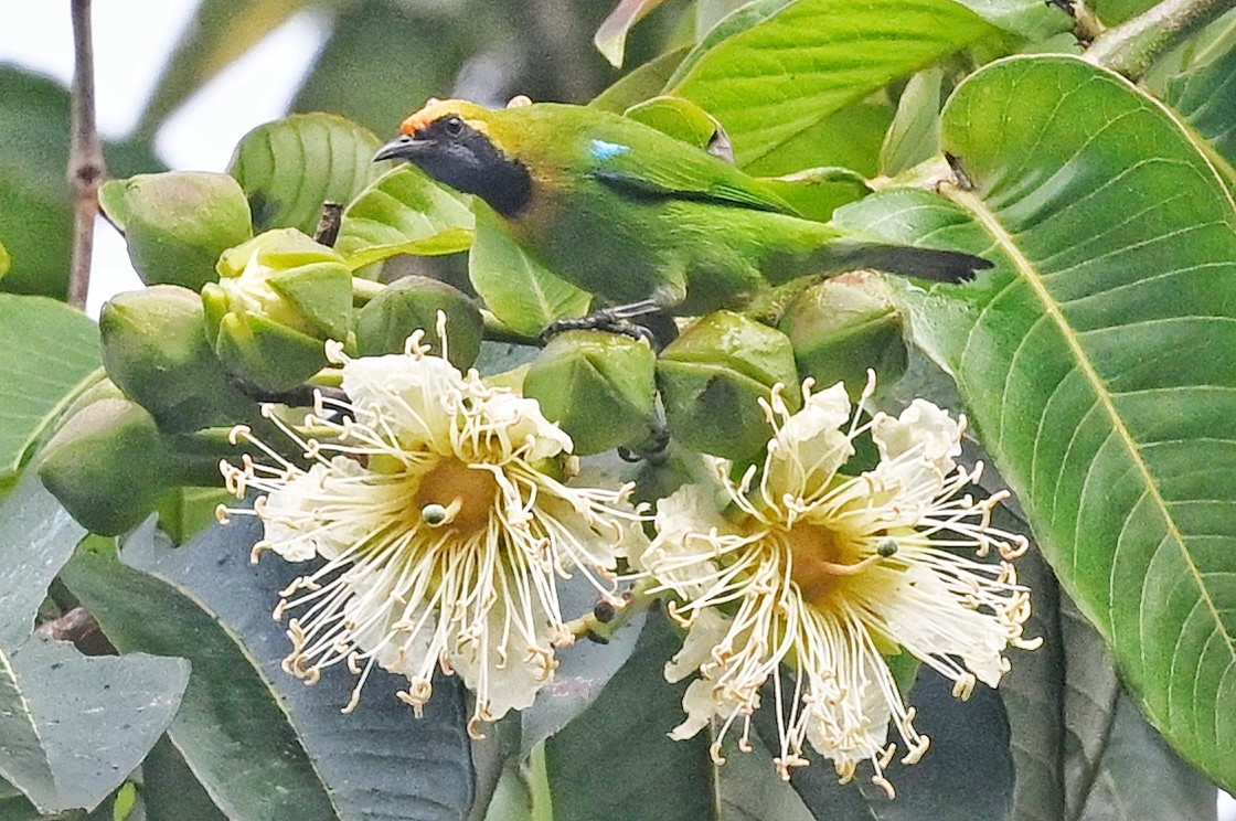 Golden-fronted Leafbird - ML641598866
