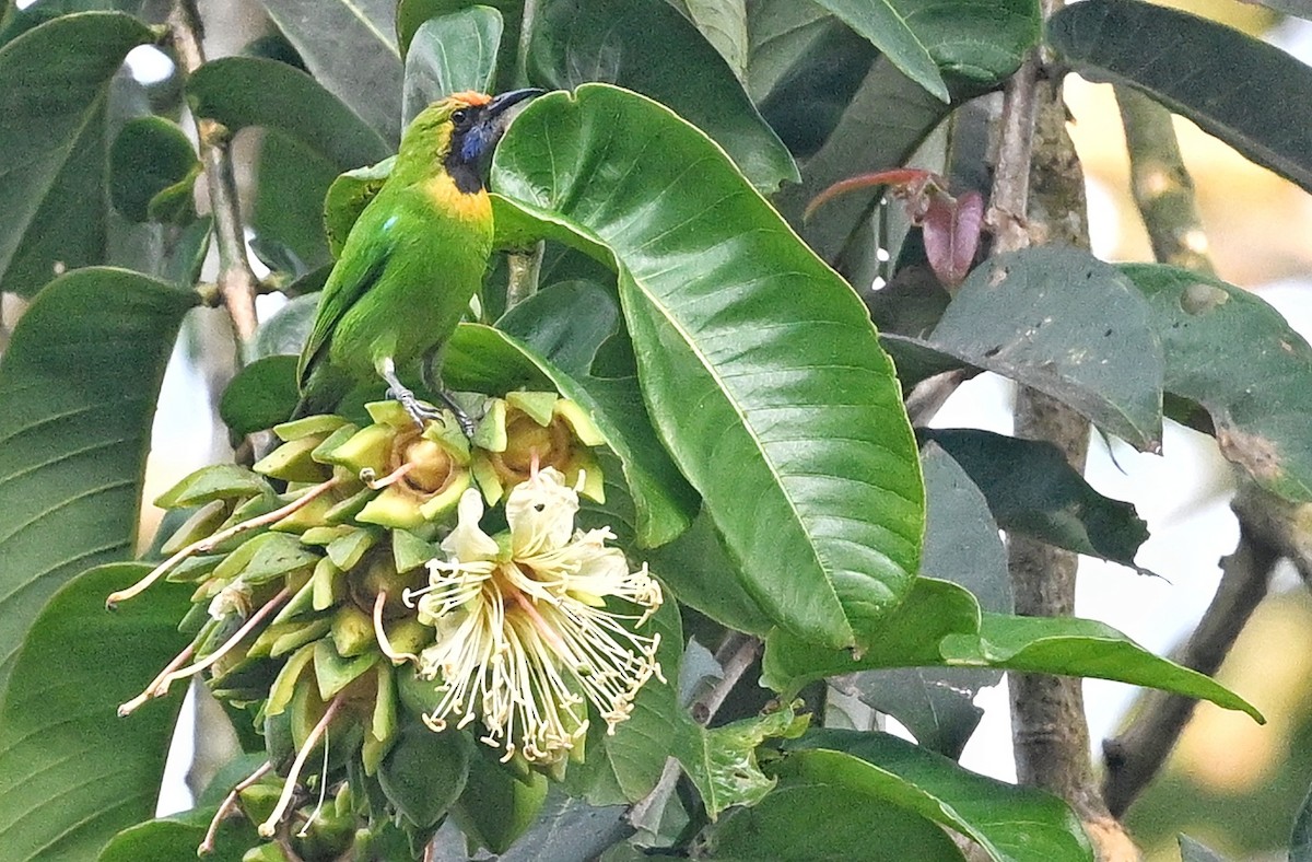Golden-fronted Leafbird - ML641598870