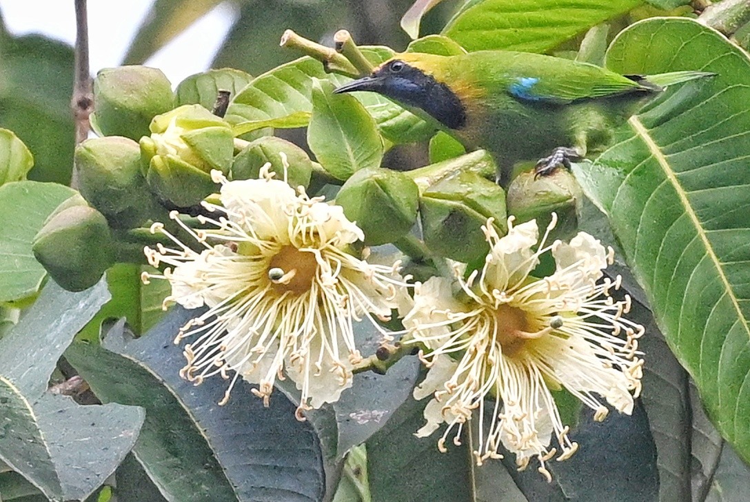 Golden-fronted Leafbird - ML641598871