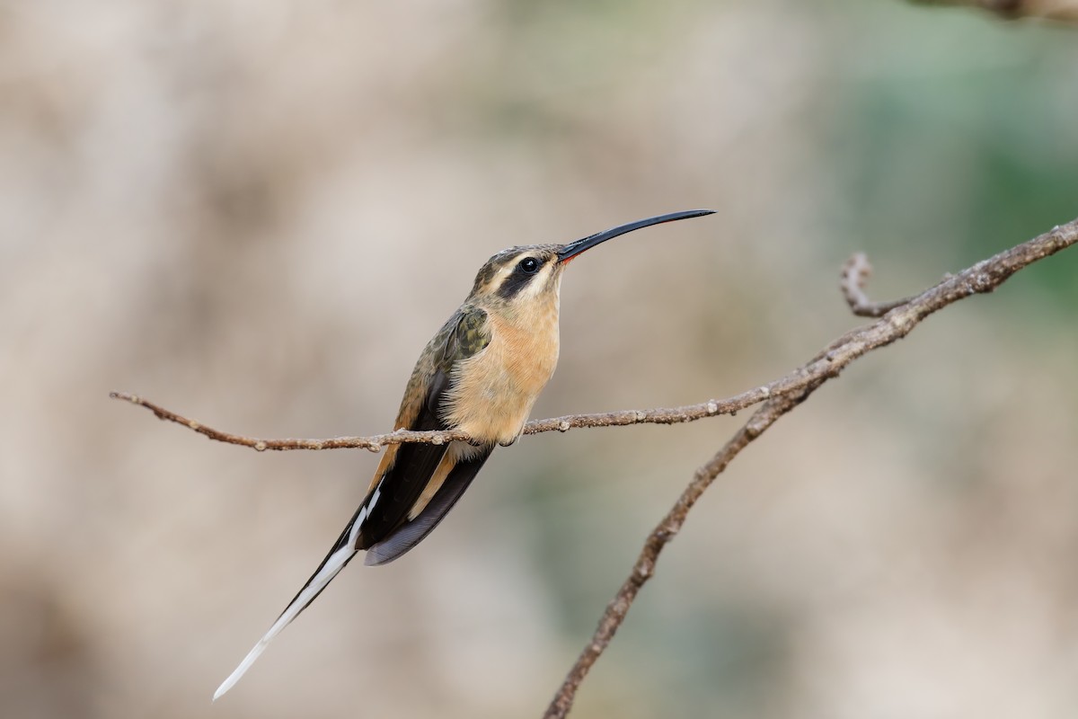 Planalto Hermit - ML641598908