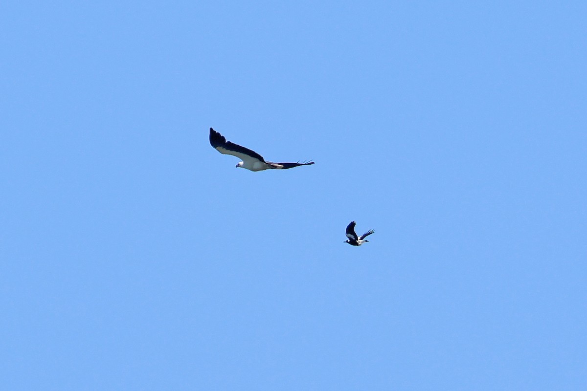 Australian Magpie (Black-backed) - ML641598929