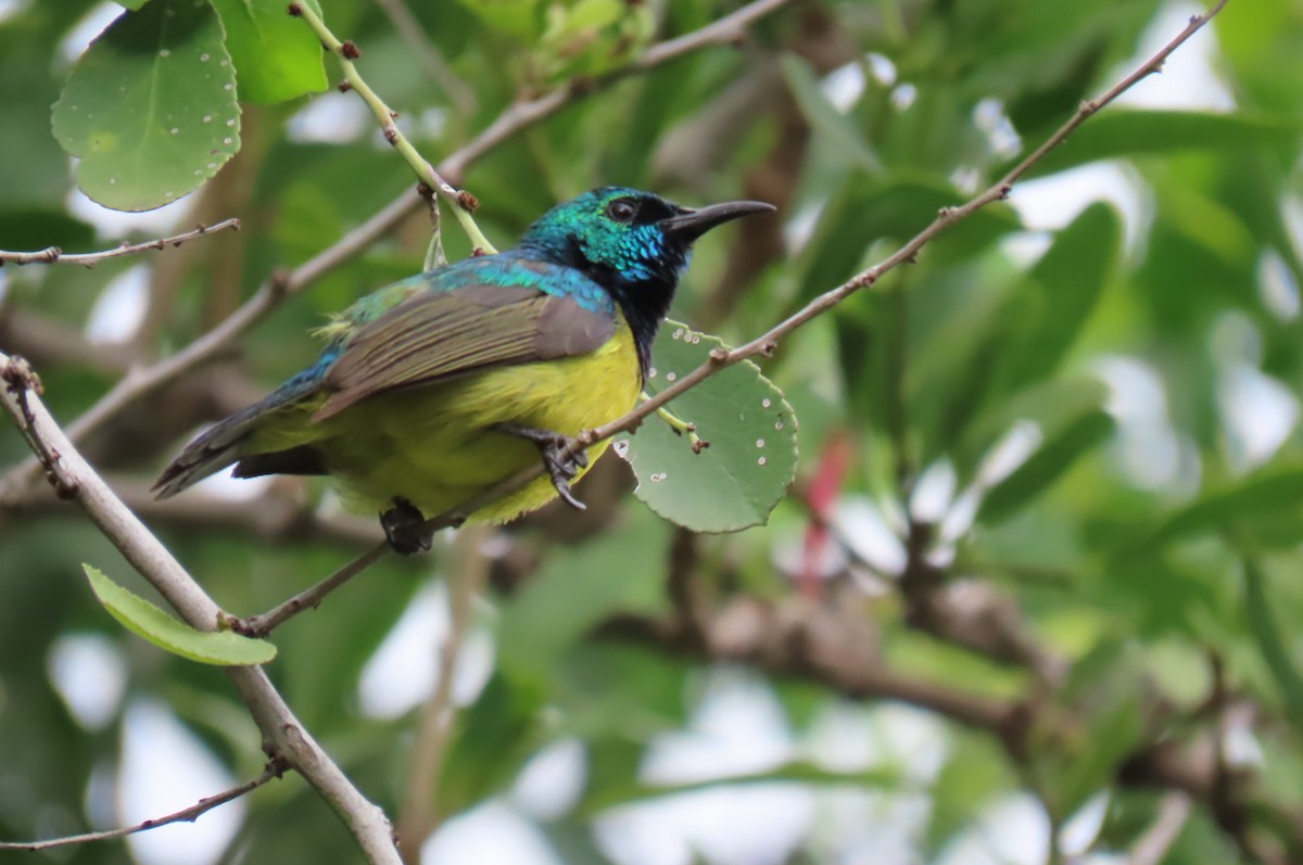 Collared Sunbird - ML641598946