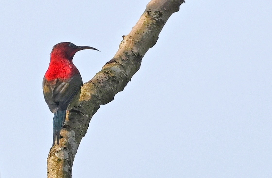 Karmesinnektarvogel - ML641598988