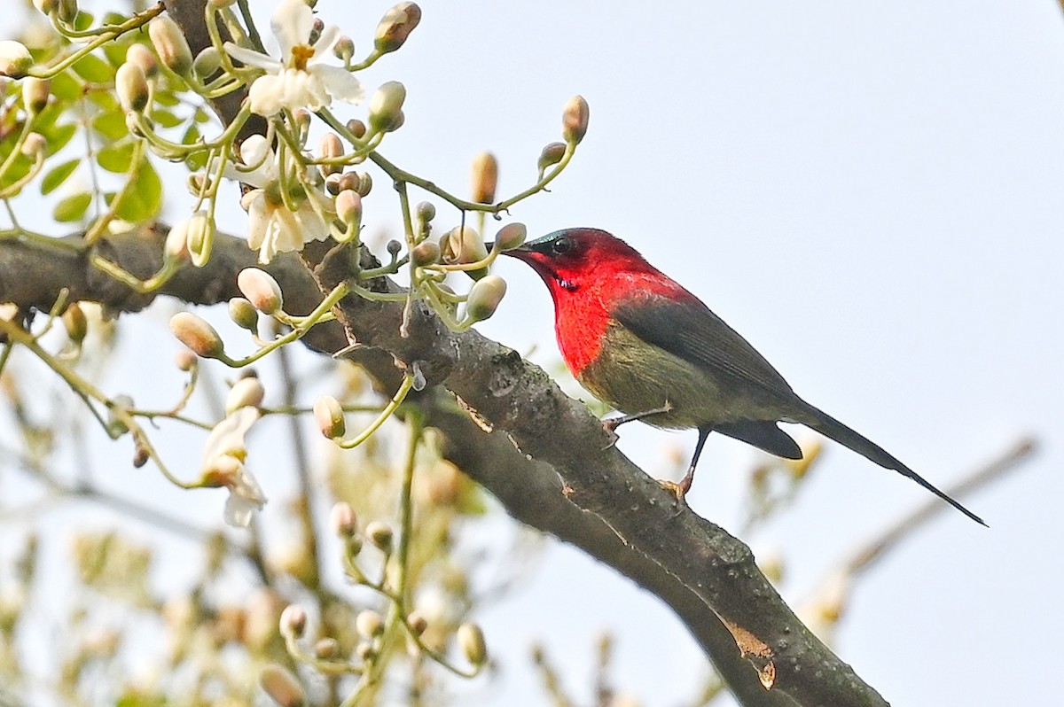 Karmesinnektarvogel - ML641598989
