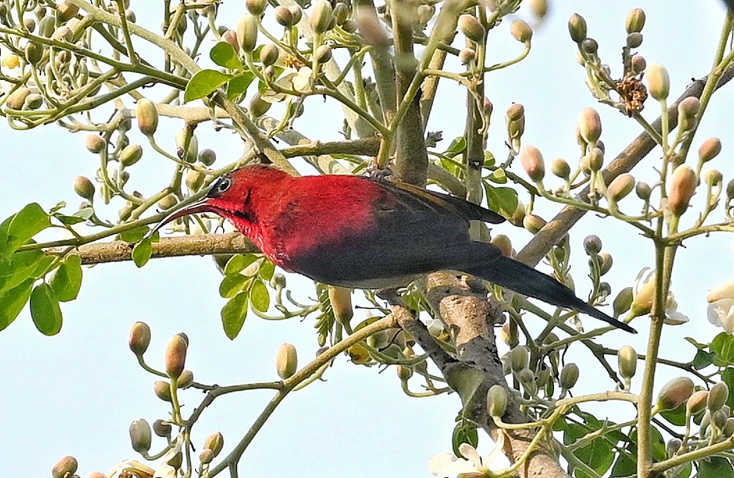 Karmesinnektarvogel - ML641598991