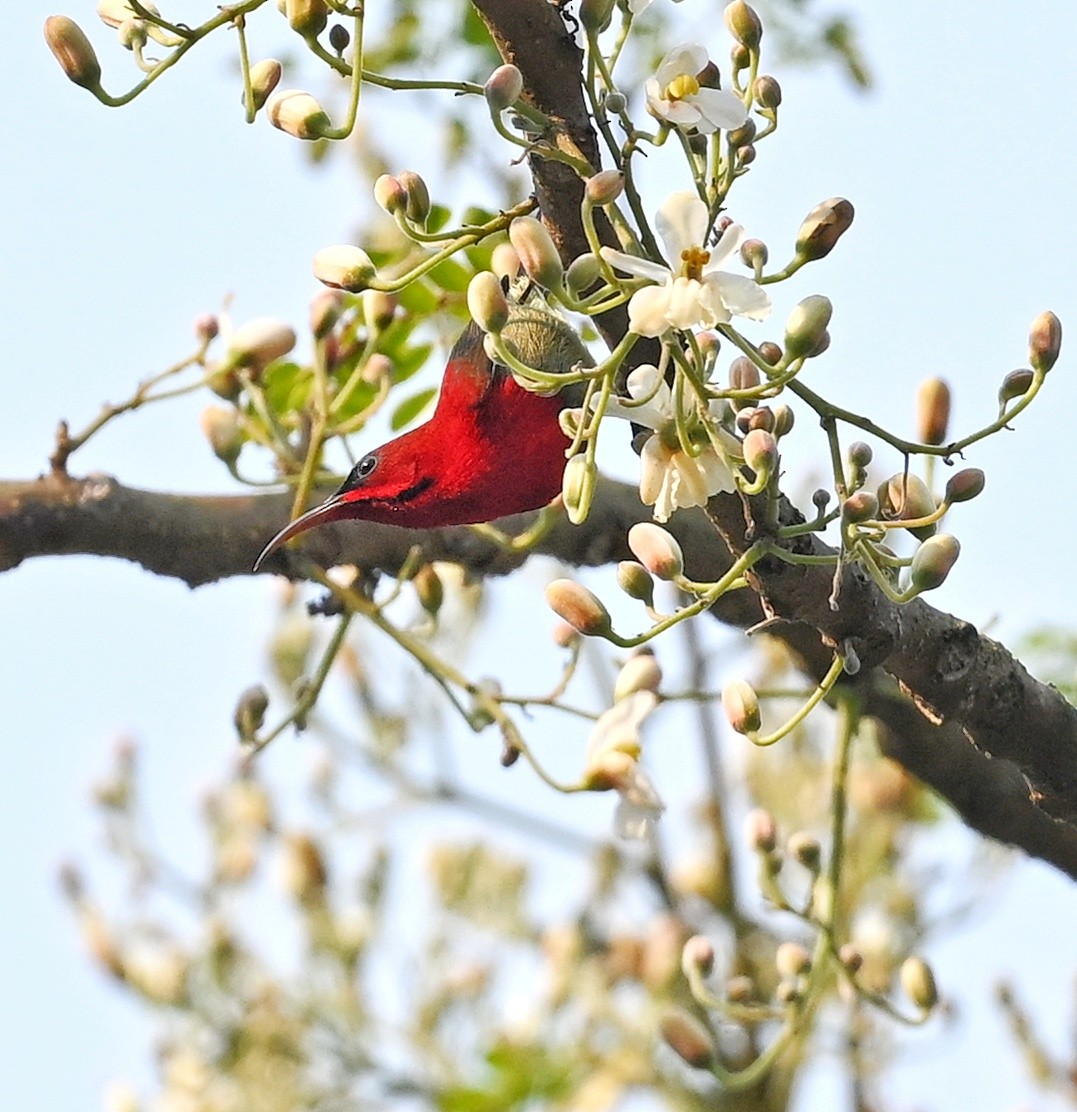 Karmesinnektarvogel - ML641598992