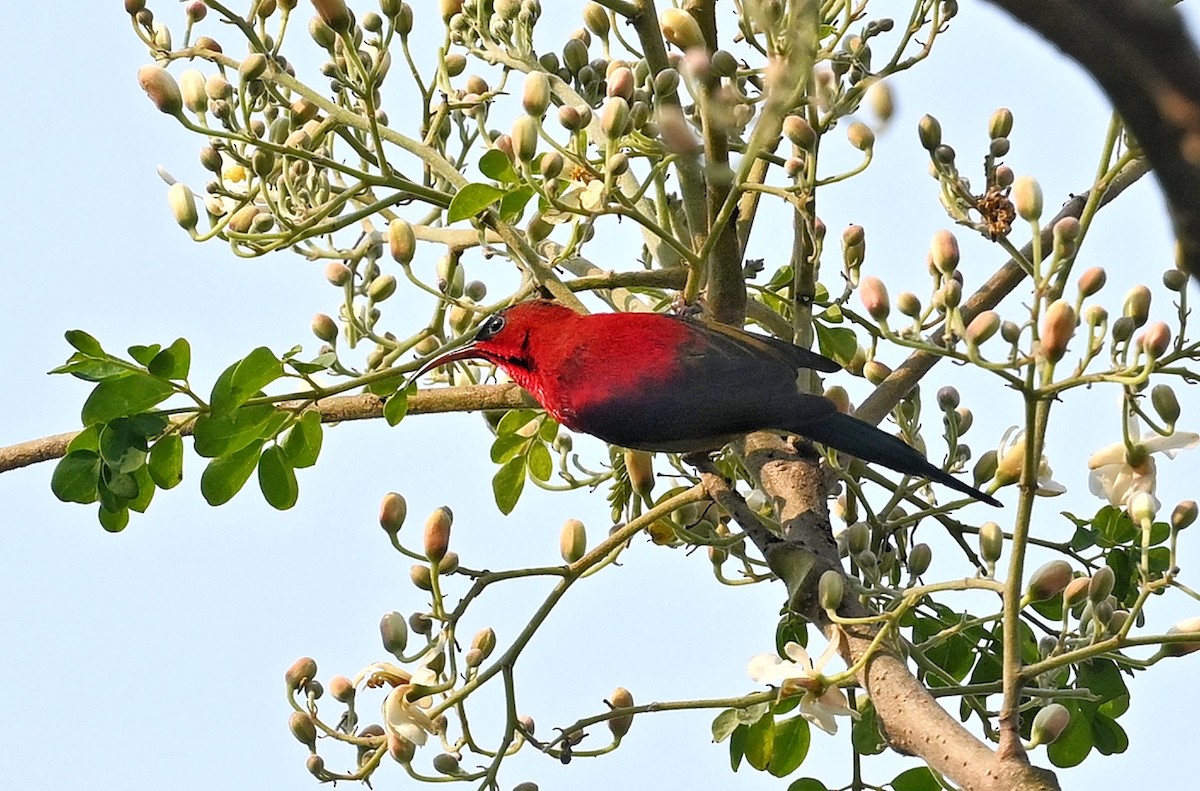 Karmesinnektarvogel - ML641598993