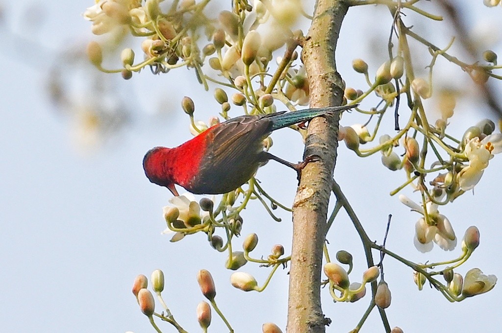 Karmesinnektarvogel - ML641598994