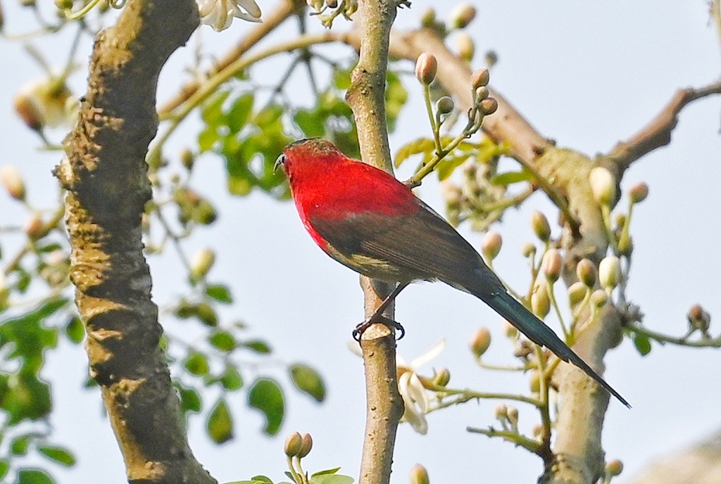Karmesinnektarvogel - ML641598995