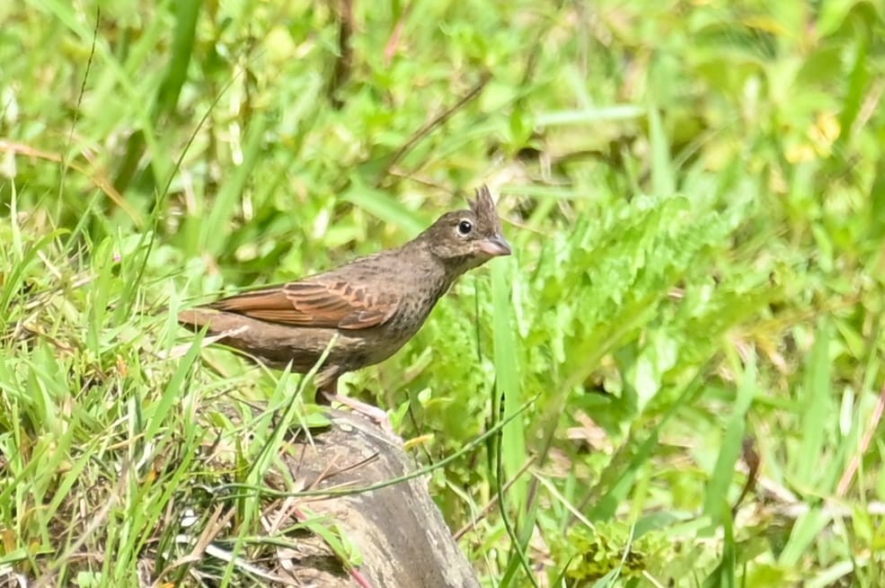 Вівсянка чубата - ML641599046