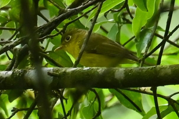 budníček himálajský - ML641599066