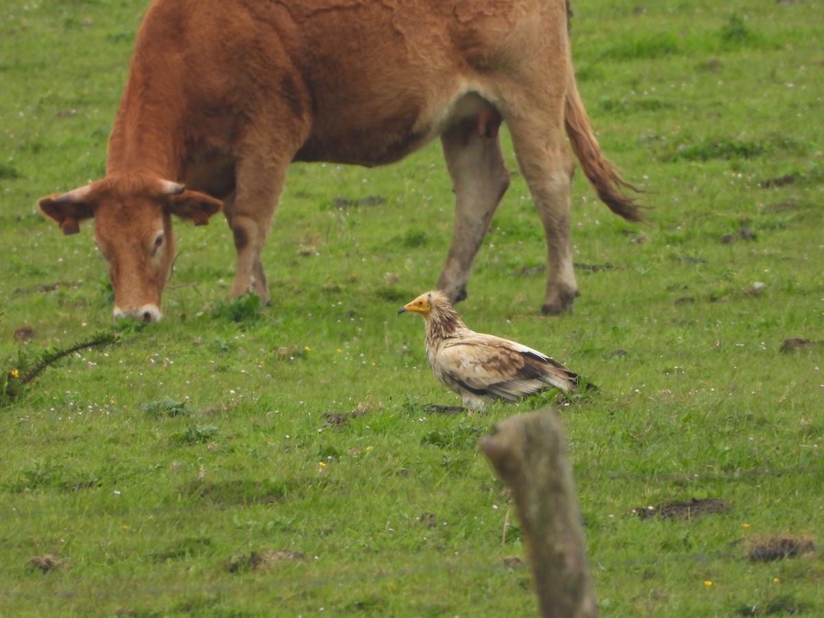 Egyptian Vulture - ML641599083
