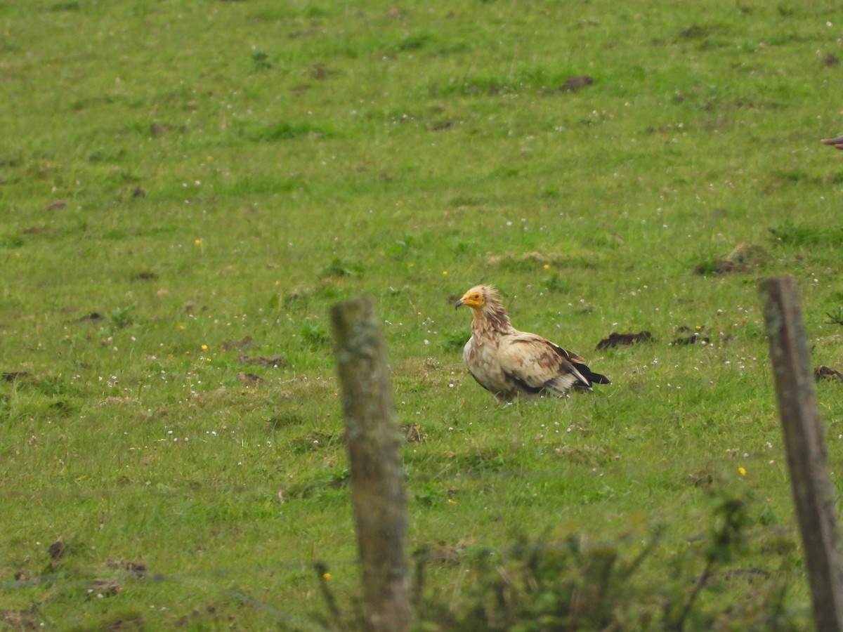 Egyptian Vulture - ML641599084