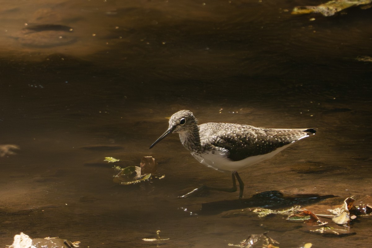 Waldwasserläufer - ML641599085