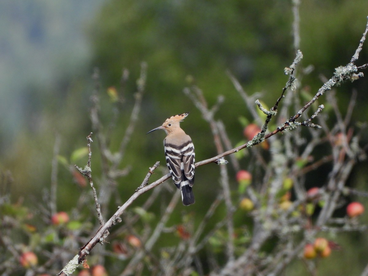 Common Hoopoe - ML641599086