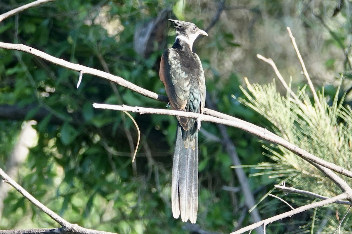 Chestnut-winged Cuckoo - ML641599088