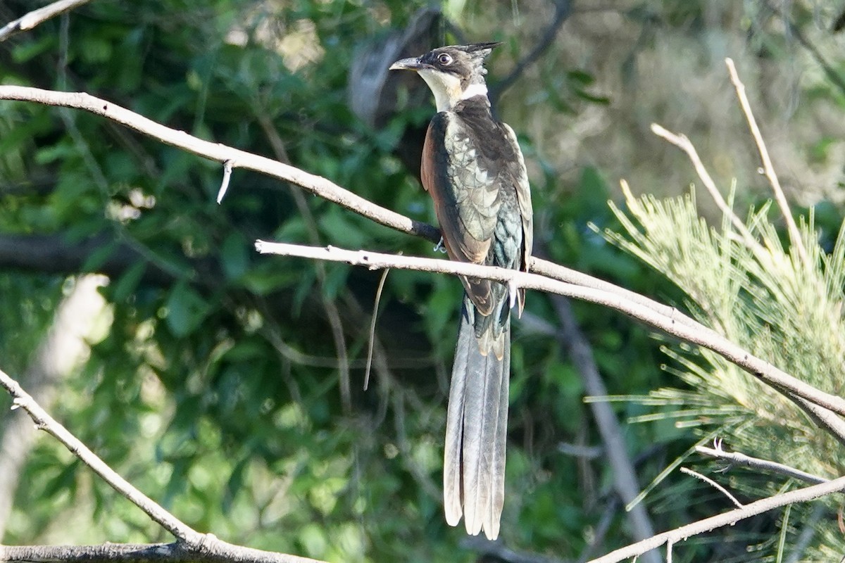 Chestnut-winged Cuckoo - ML641599089