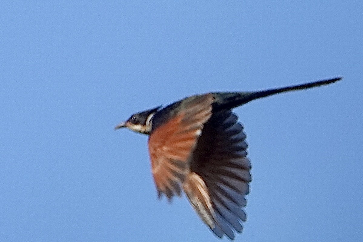 Chestnut-winged Cuckoo - ML641599090