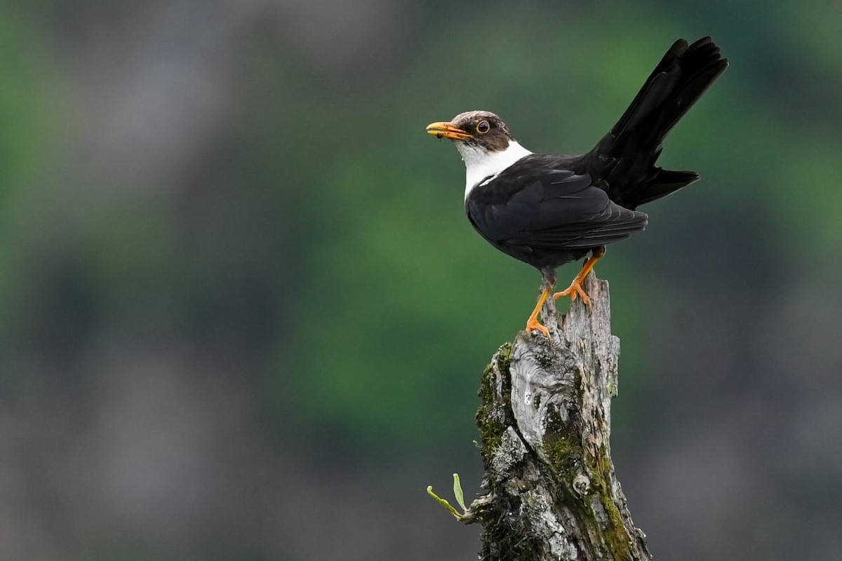 White-collared Blackbird - ML641599091