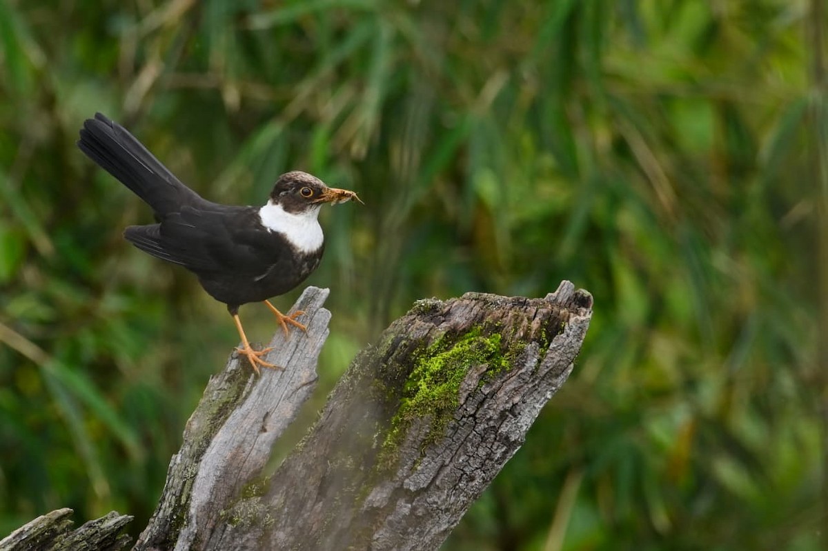White-collared Blackbird - ML641599092