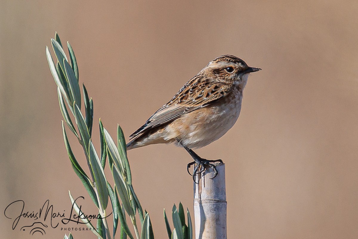 Braunkehlchen - ML641599096