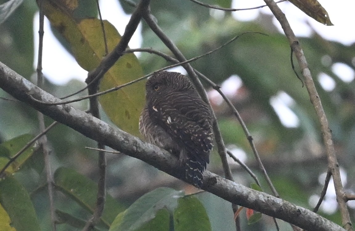 Asian Barred Owlet - ML641599097