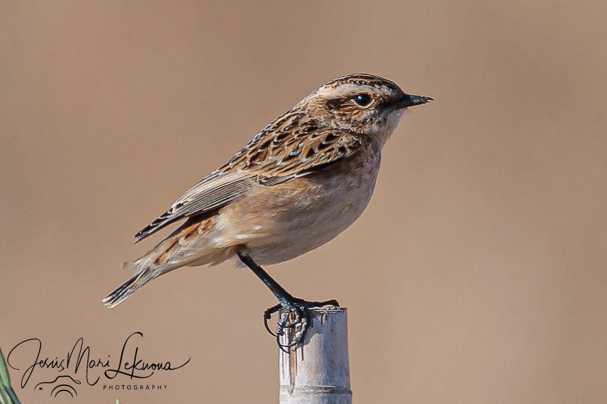 Braunkehlchen - ML641599098