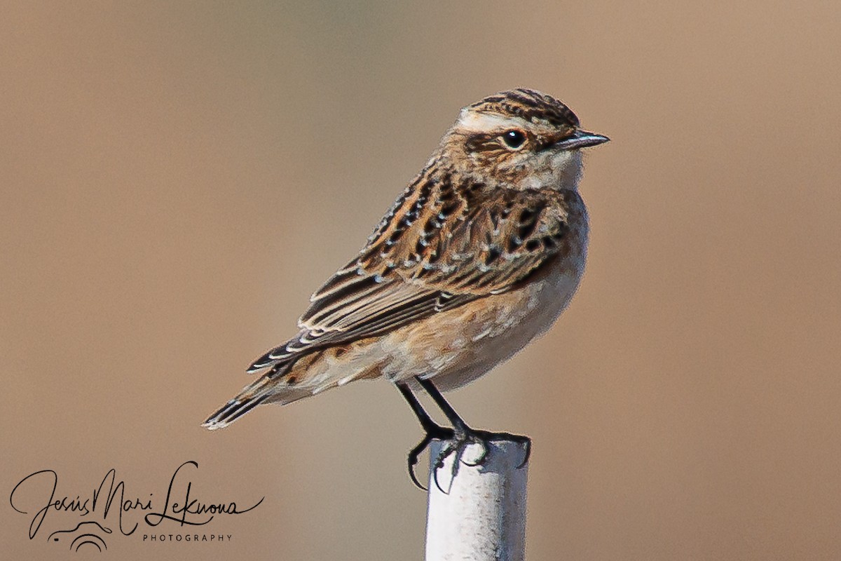 Braunkehlchen - ML641599099