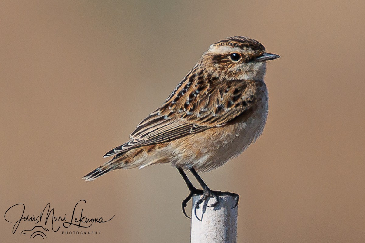 Braunkehlchen - ML641599100