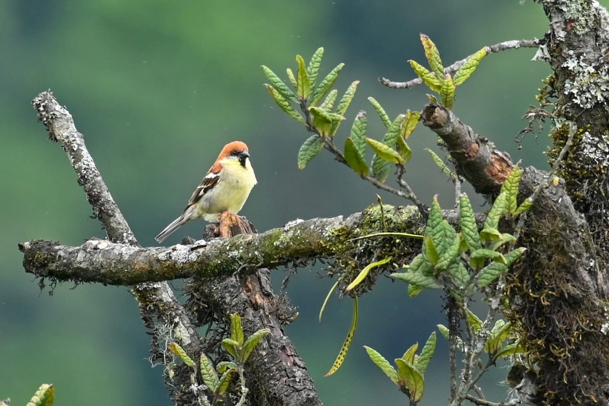 Russet Sparrow - ML641599101