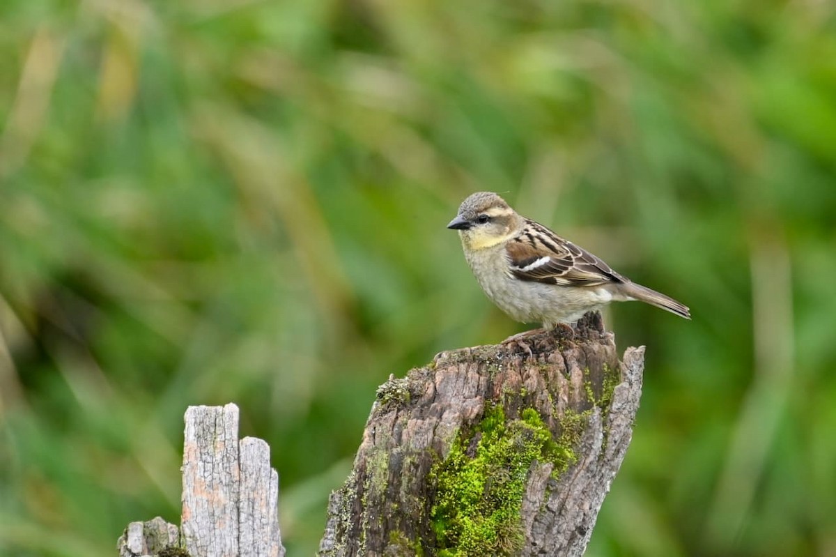 Russet Sparrow - ML641599102