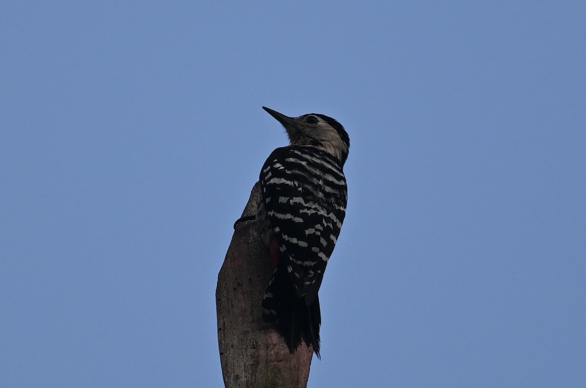 Fulvous-breasted Woodpecker - ML641599104