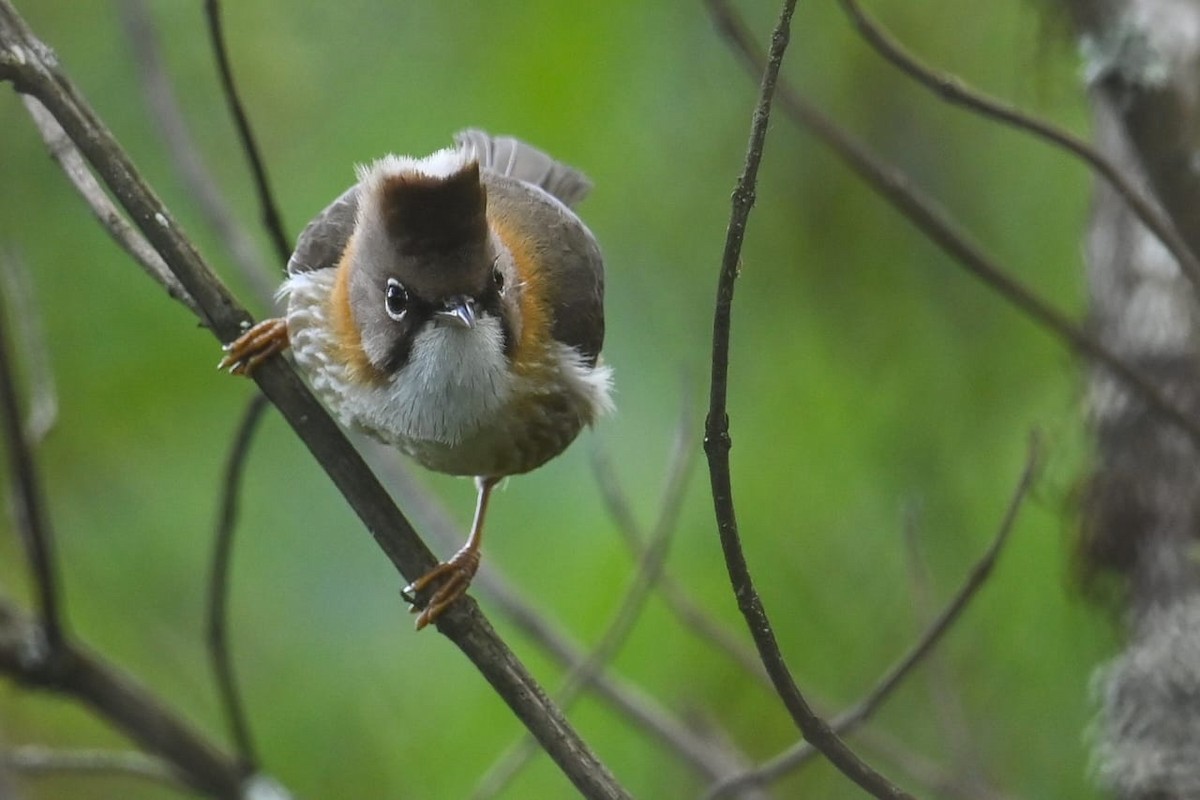 Yuhina Bigotuda - ML641599105