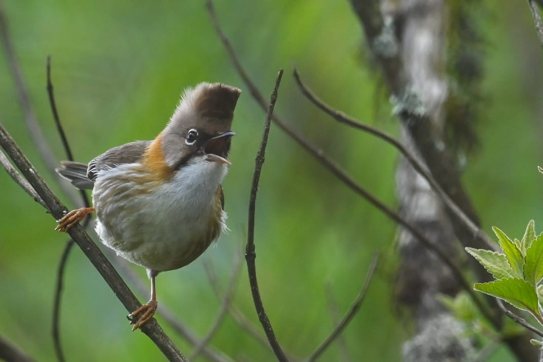 Yuhina Bigotuda - ML641599106